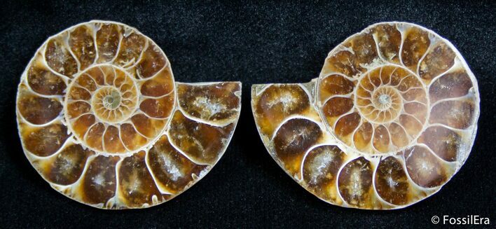 Inch Split Ammonite Pair #2663